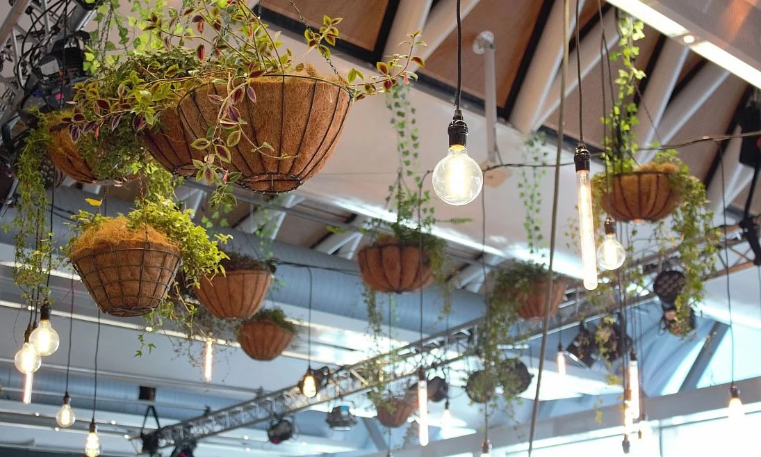 Hire Plants